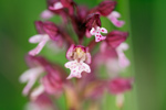 Brand-Knabenkraut Orchis ustulata